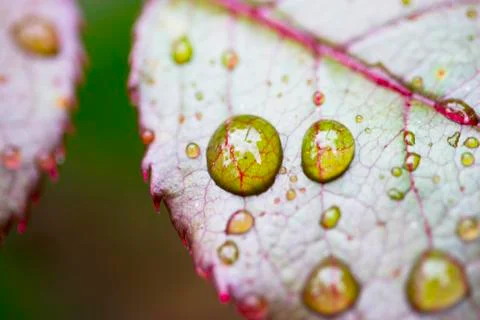 Drops on a sheet macro Stock Photos