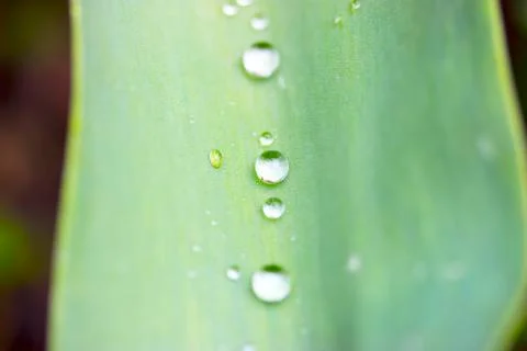 Drops on a sheet macro Stock Photos