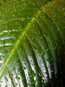 Drops on a spathiphyllum leaf in spring close-up Stock Photos