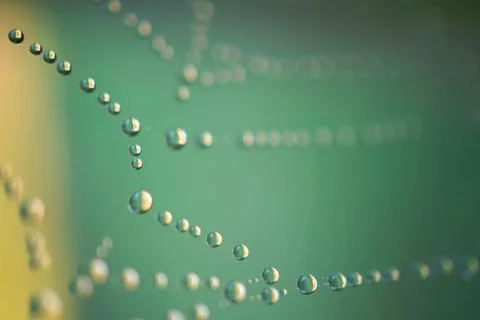 Drops on the spider web Stock Photos