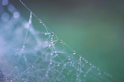 Drops on the spider web Stock Photos