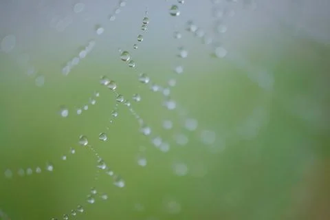Drops on the spider web Stock Photos