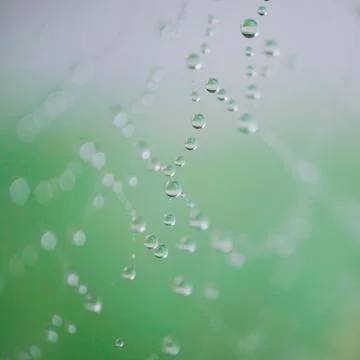 Drops on the spider web Stock Photos