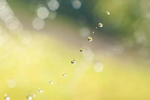 Drops on the spider web Stock Photos