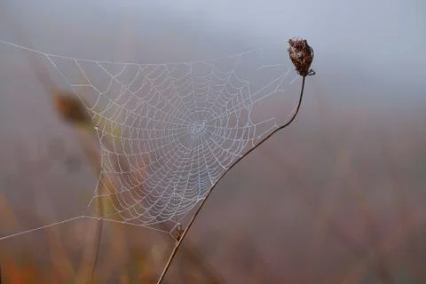 Drops on the spider web Stock Photos