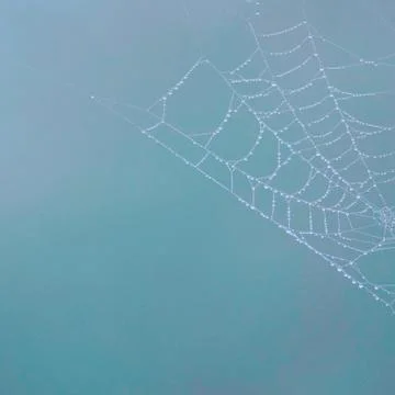 Drops on the spider web Foto stock