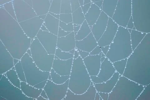 Drops on the spider web Stock Photos