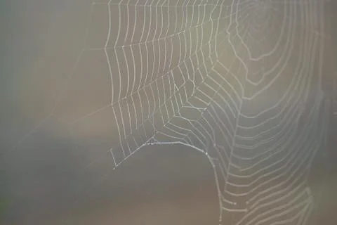 Drops on the spider web Stock Photos