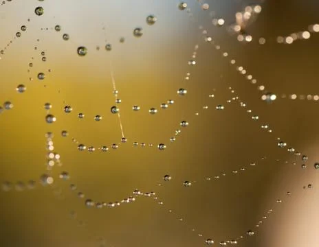 Drops on spiderweb Stock Photos