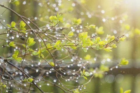 Drops of spring rain on the opening buds at branches. Stock Photos