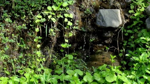 Drops of spring water on green grass Stock Footage 320954392