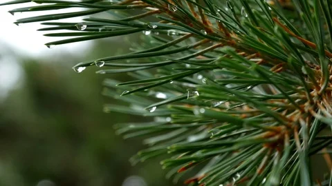 Drops on a spruce branch Stock Footage 113194408