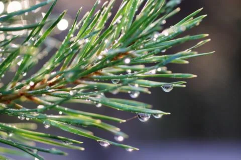 Drops on the spruce branch. Stock-Fotos