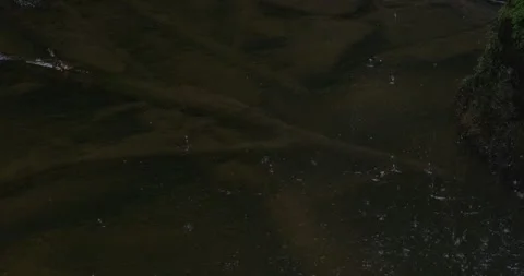 Drops On Stream With Branch In Waters, 8K Video stock 332205441