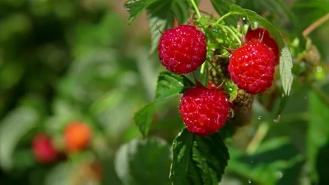 Drops of the summer rain are dripping on a bush full of juicy raspberries Stock Footage 153673702