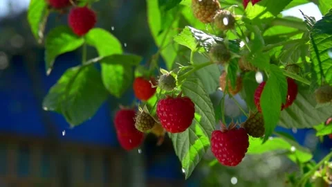 Drops of summer rain are falling on the ripe juicy raspberries Stock Footage 219677283
