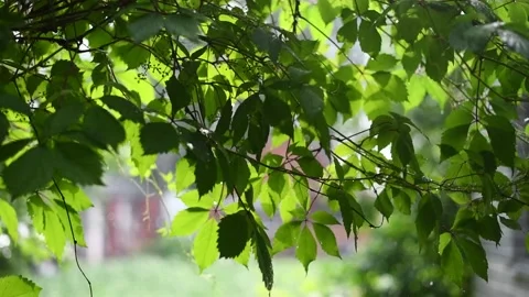 Drops of summer rain fall on plants on a warm summer day. Stock Footage 136538085