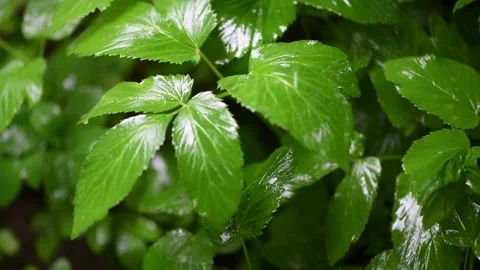 Drops of summer rain fall on plants on a warm summer day. Stock Footage 136538105