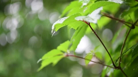 Drops of summer rain fall on plants on a warm summer day. Stock Footage 136538153