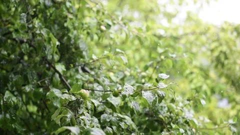 Drops of summer rain fall on plants on a warm summer day. Stock Footage 136538190