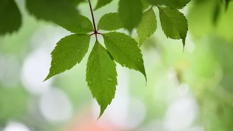 Drops of summer rain fall on plants on a warm summer day. Stock Footage 136538195