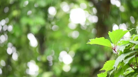 Drops of summer rain fall on plants on a warm summer day. Stock Footage 136538216