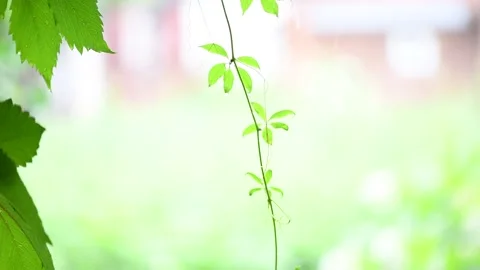 Drops of summer rain fall on plants on a warm summer day. Stock Footage 136538258