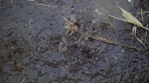 Drops of summer rain fall in a puddle and lift up fountains from the spray. Stock Footage 78850162