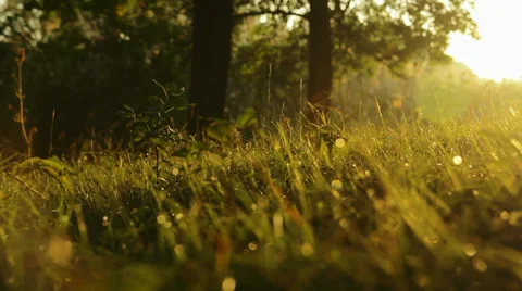 Drops of summer rain Stock Footage 29674440