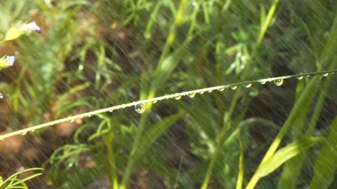 Drops of summer rain in the sun gather on a blade of grass and on grass around Stock Footage 120092528