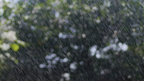 Drops of summer rain on trees, raindrops fall from sky, rain through sunshine Stock Footage 96719137