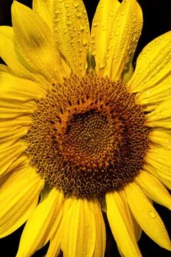 Drops on a sunflower. Stock Photos