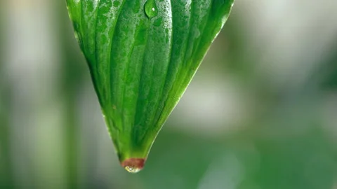 Drops on the tip of a leaf of a house plant Stock-Footage 235821540
