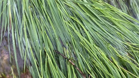 The drops touch the blades of grass on the rapids of the river Video stock 268608624
