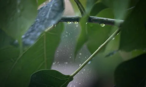 Drops on a tree branch outdoors Stock Photos