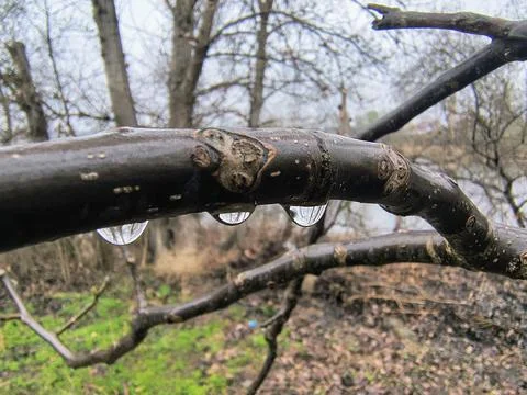 Drops on tree branches. trees and rain. large raindrops on a branch. Fotos Stock