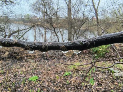 Drops on tree branches. trees and rain. large raindrops on a branch. Stock Photos