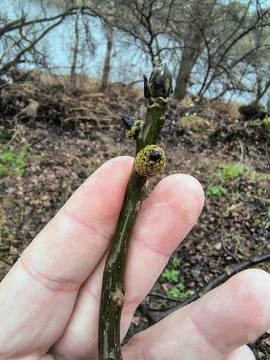Drops on tree branches. trees and rain. large raindrops on a branch. Stock Photos