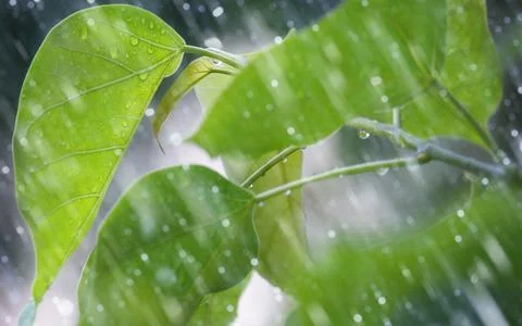 Drops on tree leaves  after rain Stock Photos