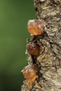 Drops of tree resin on a tree trunk Foto stock
