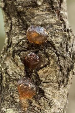 Drops of tree resin on a tree trunk Stock-Fotos
