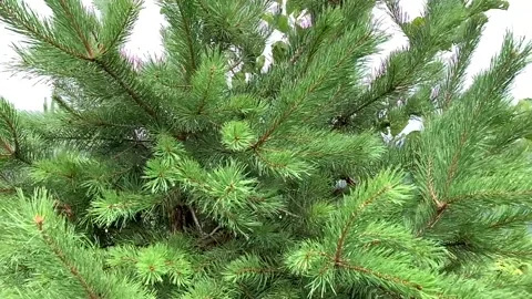 Drops on a tree, slow motion video Stock Footage 153070923