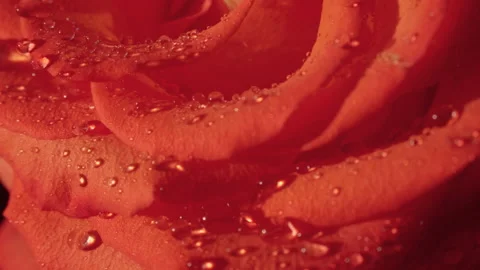 Drops trickle down the petals of red roses. Stock Footage 132059390