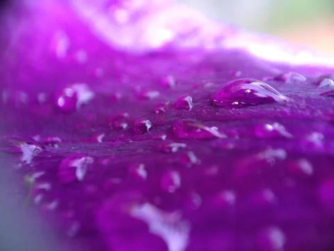 Drops on a violet flower Foto stock