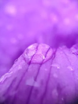 Drops on a violet flower Fotos de archivo