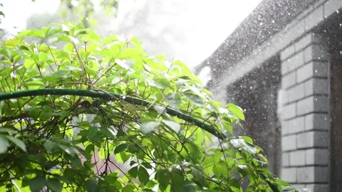 Drops of warm strong fresh rain fall on the leaves of plants. Stock Footage 136538082