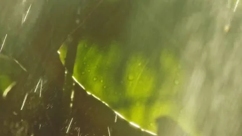 Drops of warm summer rain, falling on Amazon jungle leaves, morning 스톡 동영상 206009813