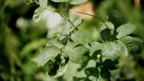 Drops of water after the rain lie on the surface of the leaves and shine coolly Stock Footage 340138650