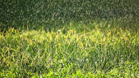 Drops of water from the ameliorative irrigation system are fed to growing gar Stock Footage 167178807