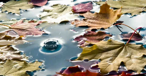 Drops of Water and Fallen Maple Leaves 4K Stock Footage 68929237